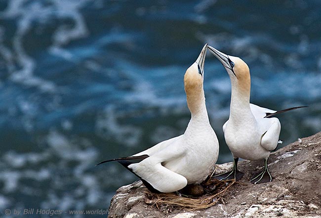 Gannet Pair 